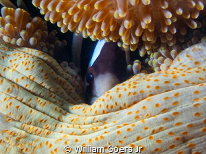 Clownfish in a tight anemone coat by William Goers Jr 